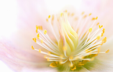 Flower hellebore, macro photo. Beautiful nature background.