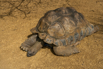 A giant Mauritius turtle, Mauritius islands, South Africa. High quality photo