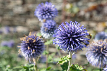 Southern globethistle (echinops ritro) flowers in bloom