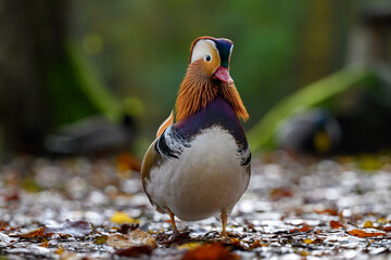 Mandarinente
