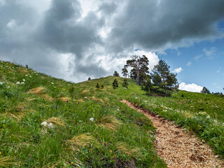Mountain path and many pine trees on the side of the mountain among the grass. Partly cloudy in the mountains.