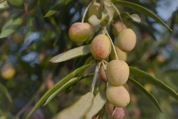 olives on a branch