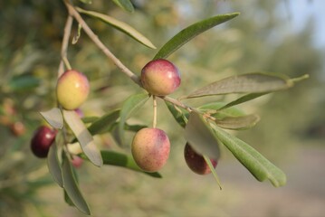 olives on a branch