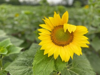 Fototapeta premium Sonnenblume 