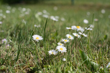 flower potting lawn