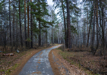 Narrow asphalt path in the autumn forest in November.