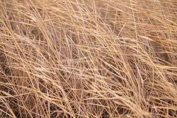 The texture of dried coastal plants. Dense forest of dried stems.