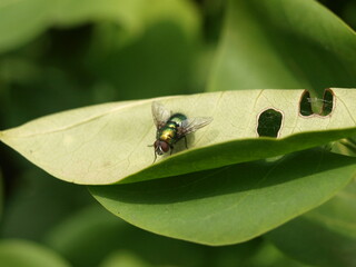 Mucha na liściu © Mariusz