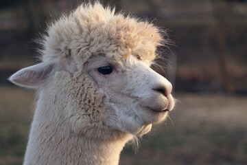 Alpaca mit hellem Fell