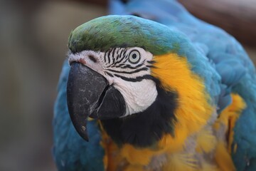 Gelbbrustara Kopf und Schnabel