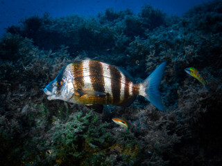 Fotografía submarina en la Reserva de Islas Hormigas, en Cabo de Palos, Murcia, España.