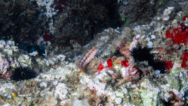 Fotografía submarina en la Reserva de Islas Hormigas, en Cabo de Palos, Murcia, España.