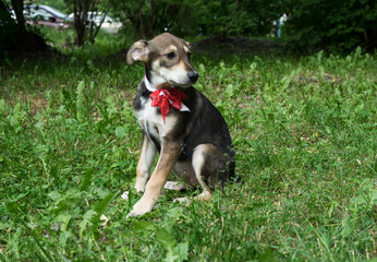 Naklejka na ściany i meble tricolor homeless puppy with a bow in the grass