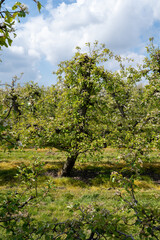 Fototapeta na wymiar Spring white blossoms of pear trees on fruit orchards in Zeeland, Netherlands