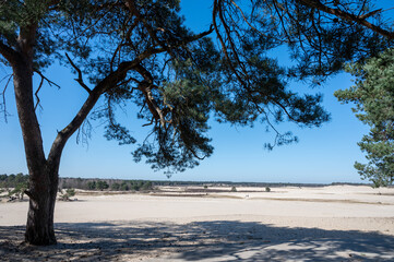 Walking trails in Dutch national park with yellow sandy dunes, pine tree forest and dried old desert plants
