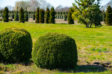 Trees and Box Topiary Balls plants growing on plantation on tree nursery farm in North Brabant, Netherlands