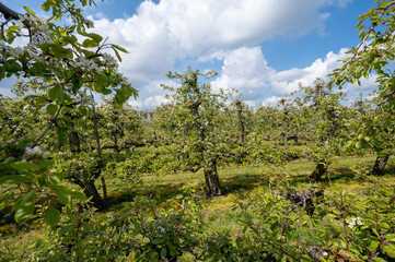 Spring white blossoms of pear trees on fruit orchards in Zeeland, Netherlands