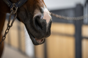 Close-up of horse snout in stable. Concept of thoroughbred horses