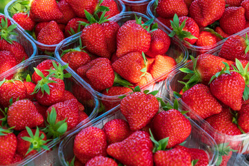 Plastic boxes with ripe red sweet strawberries ready to eat
