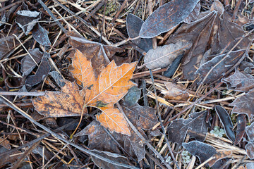 Fallen leaves covered with frost. One yellow maple leaf. Early morning. End of autumn season. Change of season concept.