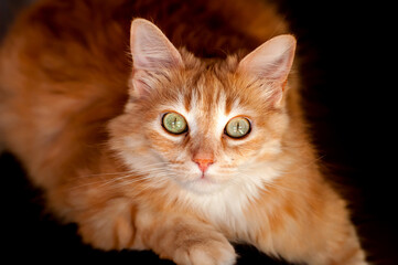 Beautiful yellow cat on black background.