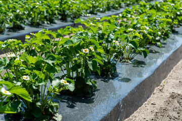 Plantations of blossoming strawberry plants growing outdoor on soil covered with plastic film