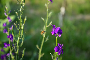 A closeup of honey bee collecting pollen of of beautiful violet flower