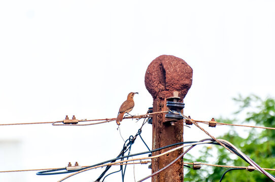 Rufous Hornero in his nest on top of a light pole