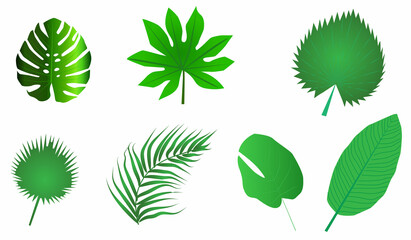 Set of leaves.Pen sketch of various tropical leaves.Tropical leaves clip art