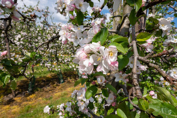 Spring pink blossom of apple trees on fruit orchards in Zeeland, Netherlands