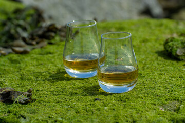 Tasting of single malt or blended Scotch whisky and seabed at low tide with green algae and stones on background, private whisky tours in Scotland, UK