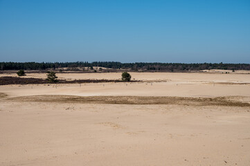 Walking trails in Dutch national park with yellow sandy dunes, pine tree forest and dried old desert plants