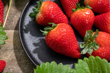 New harvest of ripe red sweet strawberry on farmer fiels and green leaves of strawberry plants close up
