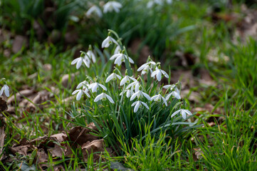 Galanthus nivalis first spring flowers or white snowdrops