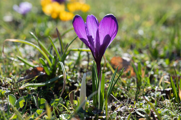 First spring flowers, blossom of purple crocusses