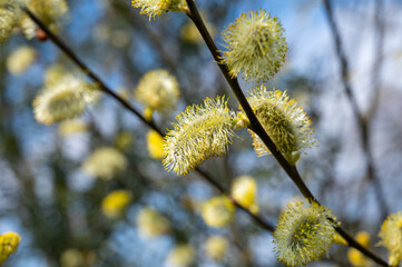 Spring yellow blossom of willow tree catkins
