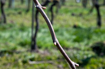 White and rose wine production on Dutch vineyards, rows of grape plants in spring, Zeeland, Netherlands