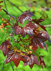 Flowering Norway maple, cultivar Crimson King (Acer platanoides L.) - 468240221