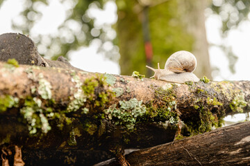 Snail on mossy log