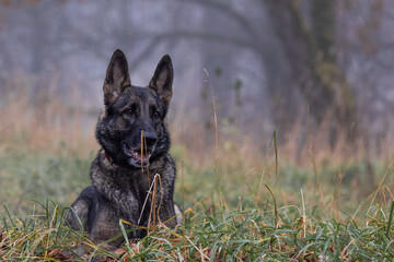 dog