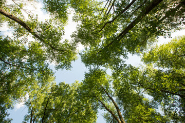 wald von unten