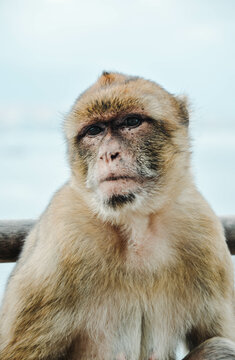 Monkey in Gibraltar having a sad look