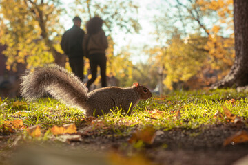 Cute squirrel running in a park next to a couple on a date in the background during golden hour