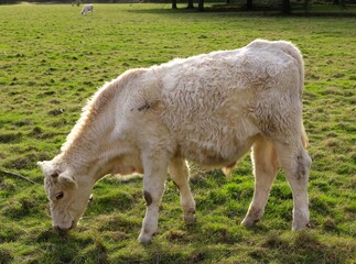 Charolais cattle young bull grazing late afternoon