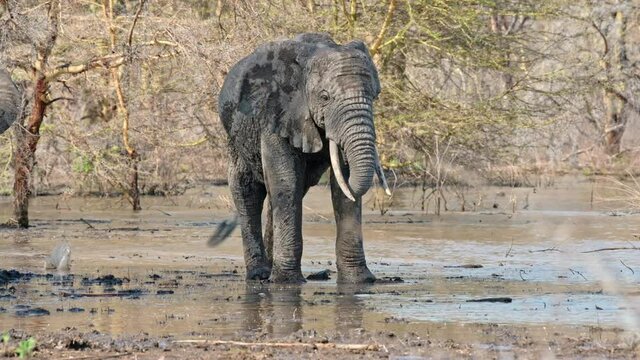 African bush elephants (Loxodonta africana), Lake Manyara National Park, Mto wa Mbu, Tanzania, Africa