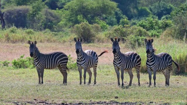 four Zebra (Equus quagga)  in Lake Manyara National Park, Mto wa Mbu, Tanzania, Africa