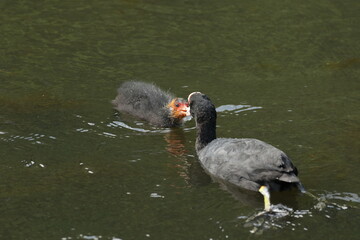 coot mother feeding baby coot