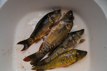 fresh fish is in the sink in the kitchen