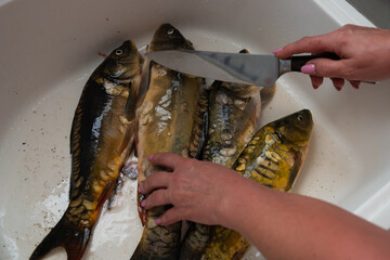 Cutting and cleaning fresh fish in the sink in the kitchen women's hands with a knife