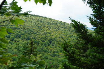 Wooded Mountain through Trees